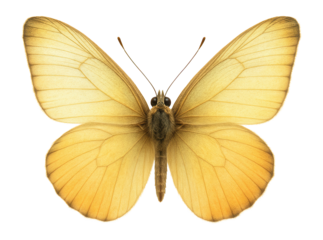 Butterfly with pastel yellow and orange wings