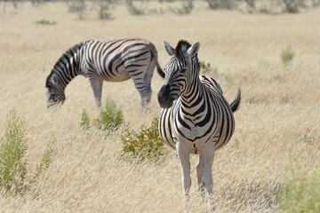 Steppenzebras im Etosha Nationalpark in Namibia
