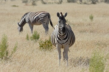Steppenzebras im Etosha Nationalpark in Namibia