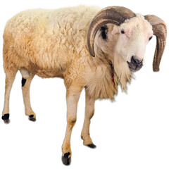 Horned Ram Sheep with Thick Wool