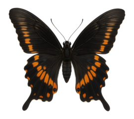 Butterfly with black and orange swallowtail wings