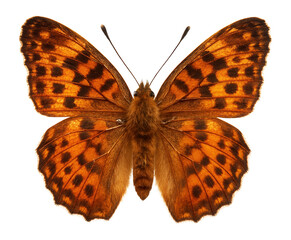 Obraz premium Butterfly with orange and brown mottled wings