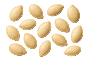 Pumpkin seeds with flat, oval shape