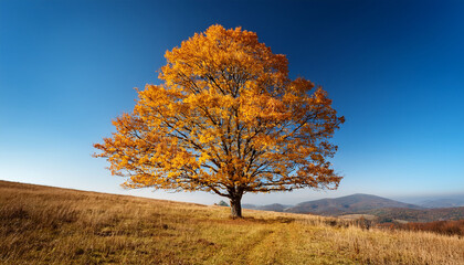 Fototapeta premium a majestic tree with vibrant yellow leaf standing tall against a clear blue sky evoking feelings of autumn serenity and natural beauty in the landscape