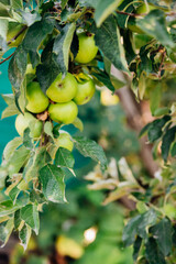 Green apples on a tree in the garden hanging from a tree branch. An orchard.