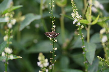 Spoladea recurvalis. Its common names  beet webworm moth and  Hawaiian beet webworm moth. This is a species of moth of the family Crambidae. It is found worldwide, but mainly in the tropics.