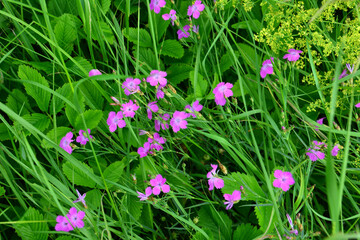Wildflower Meadow A Vibrant Display of Pink Blossoms