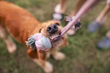 Playful golden English cocker spaniel holds colorful rope toy in its mouth. The dog has shiny coat and happy expression, surrounded by blurred human legs on background. Top view. Healthy dog's teeth.