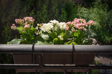 Flowers in a balcony pot. Balcony decoration with flowers. Pink and white Kalanchoe flowers in a hanging flower pot.