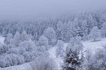 mysterious snowy forest, Tylicz, Poland