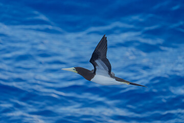 Brown Booby Soaring Over the Deep Blue Sea in Ogasawara