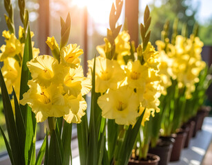 Obraz premium Yellow gladiolus flowers blooming in pots springtime floral arrangement