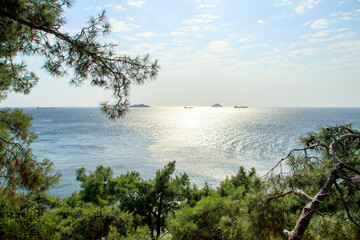 landscape of forest and sea