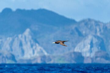 Brown Booby Flying Past Remote Ogasawara Islands in Japan
