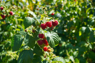 A vibrant raspberry bush displays an abundance of ripe fruit in a lush green garden under bright sunlight during early summer. The scene captures the beauty of nature's harvest