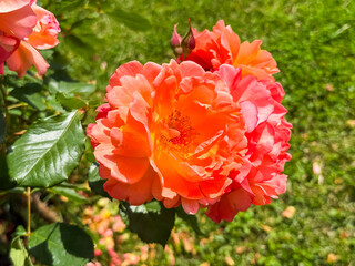 Rosa gallica, the Gallic rose, French rose or rose of Provins, is a species of flowering plant in the rose family, native to southern and central Europe eastwards to Turkey and the Caucasus.