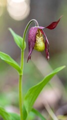 A delicate, vibrant purple and yellow orchid flower stands out against a soft, out-of-focus forest backdrop.
