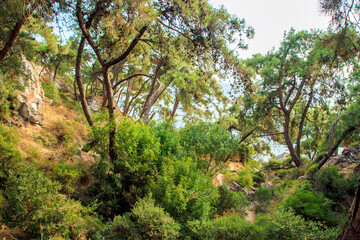 Fototapeta premium green pine trees in the forest in the summer