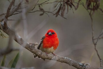 Red fody bird perched on branch in tropical forest