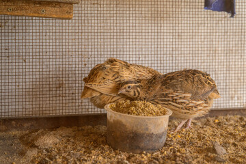 Two quails in a cage in Extremadura Spain for eggs and meat production