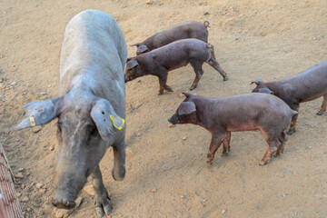 Iberian sow and her piglets in Extremadura's dehesa environment © Felipe Rodríguez