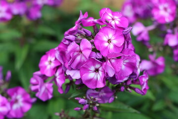 Fototapeta premium Close up of purple and white phlox flowers in a garden