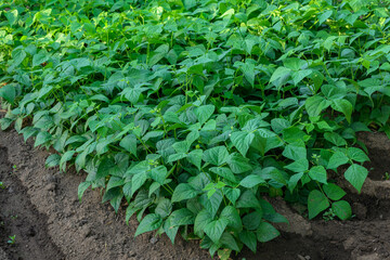 Organic green bean cultivation in Extremadura enhances local diets