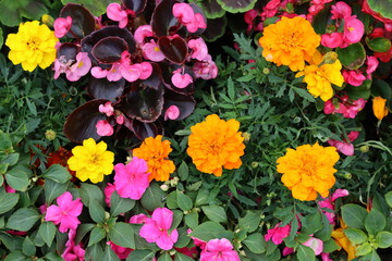 Colourful flower bed in a garden in summer