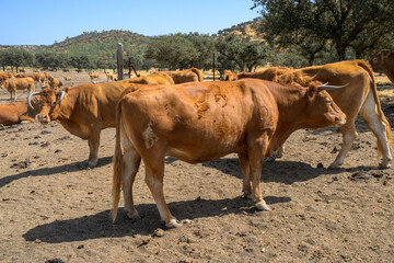Asturian Valley cattle grazing on a farm in Llerena, Extremadura
