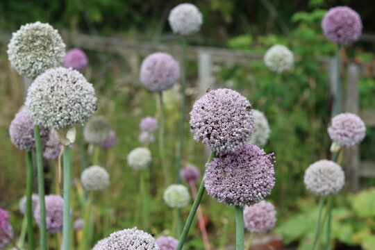 Round purple allium 'Summer Drummer' flower heads 