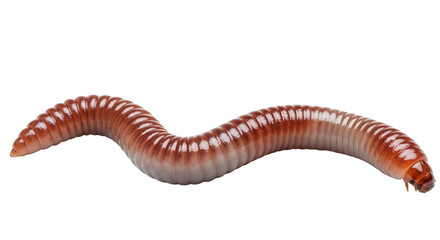 Obraz premium worm on white background
