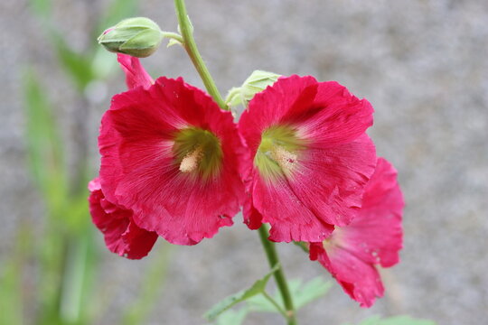 Red hollyhock flowers in a garden