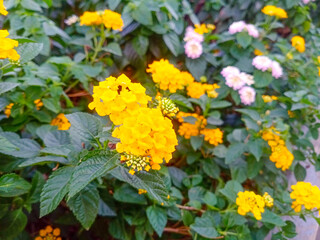 Close-up of a beautiful Lantana Camara flower cluster blooming among green leaves in a natural garden setting.