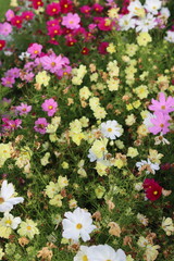 Red, white, pink and yellow cosmos flowers in a garden