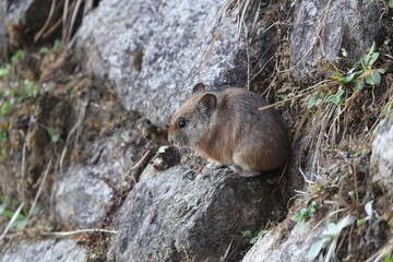 Royle's pika (Ochotona roylii), also called the Himalayan hare or hui shutu, is a species of pika. This photo was taken in Northwest India.