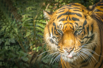 Close-up of a Sumatran tiger staring intently with its tongue out