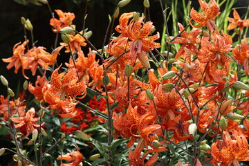 Orange tiger lily or lilium lancifolium flowers in a garden