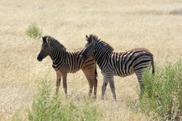 Steppenzebras im Etosha Nationalpark in Namibia