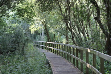 Obraz premium Wooden boardwalk through a woodland