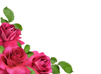 Pink rose flowers with everted petals and green leaves in a corner arrangement isolated on white or transparent background