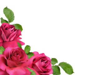 Pink rose flowers with everted petals and green leaves in a corner arrangement isolated on white or transparent background