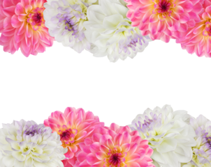 Pink and white dahlia flowers in a floral borders isolated on white or transparent background