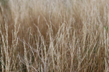 Long grasses in a meadow in summer © Francesca Leslie