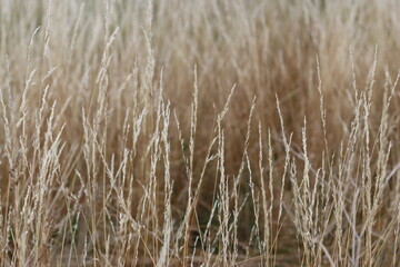 Fototapeta premium Long grasses in a meadow in summer