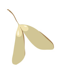 Maple seed wing on white background. Maple seeds, dry tree leaves. Vector botanical illustration.