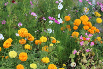 Marigolds and cosmos in a flower bed in summer © Francesca Leslie