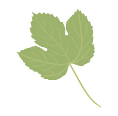 Autumn leaf from Simple fall leaf Flat vector illustration on white background