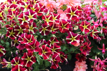 Red and yellow petunias in a hanging basket