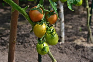 Ripe and Unripe plum Tomatoes on Vine close up