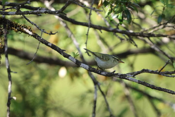 Blyth's leaf warbler (Phylloscopus reguloides) is a species of leaf warbler (family Phylloscopidae). This photo was taken in North India.